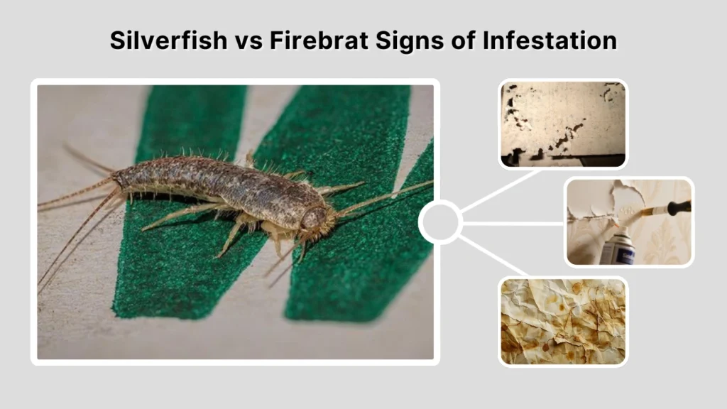 Silverfish vs Firebrat Signs of Infestation