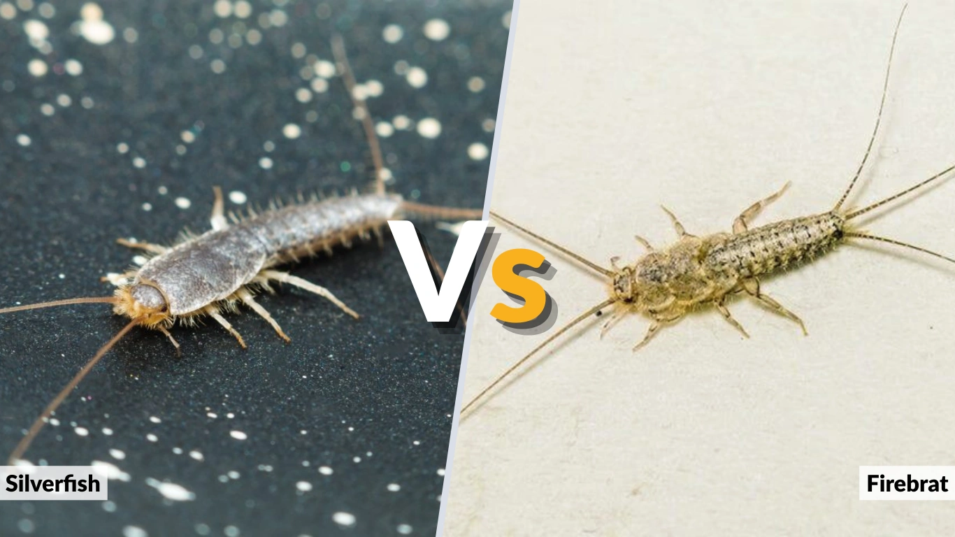 Silverfish vs Firebrat Similarities and Differences 