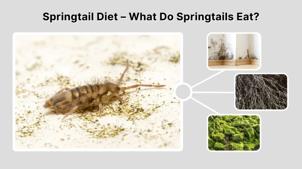 Springtail Diet – What Do Springtails Eat