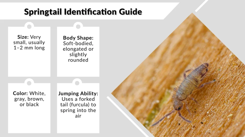 Springtail Identification Guide