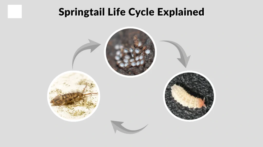 Springtail Life Cycle Explained