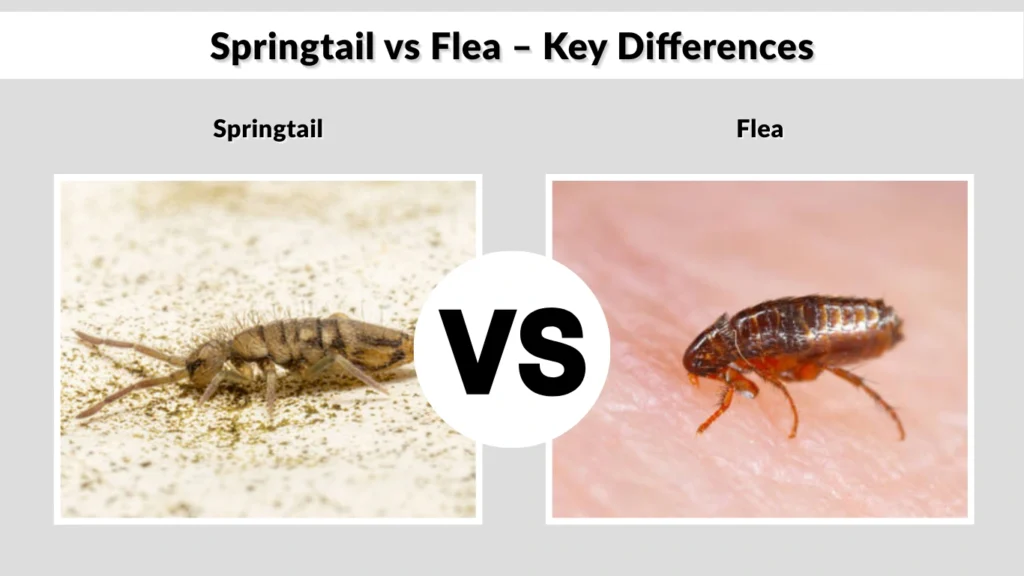 Springtail vs Flea – Key Differences