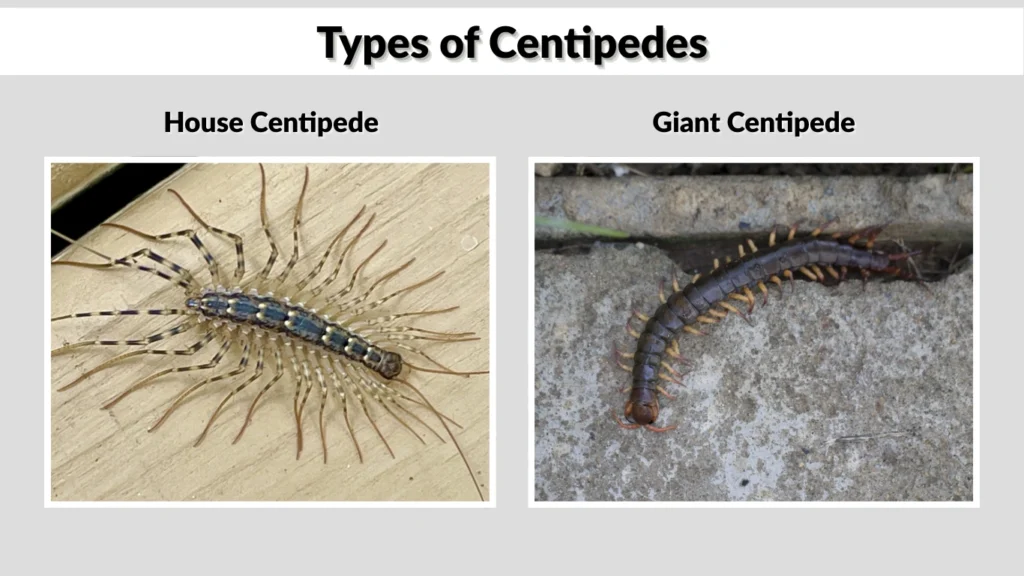 Types of Centipedes