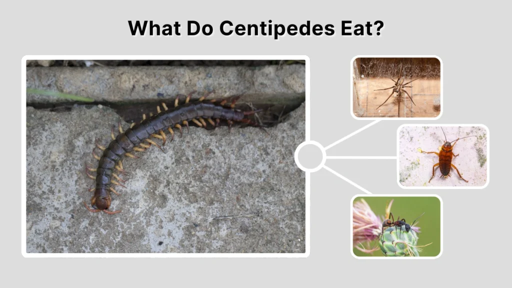 What Do Centipedes Eat