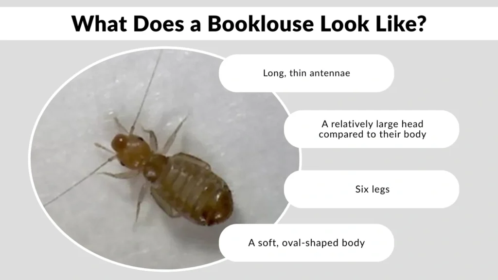 What Does a Booklouse Look Like