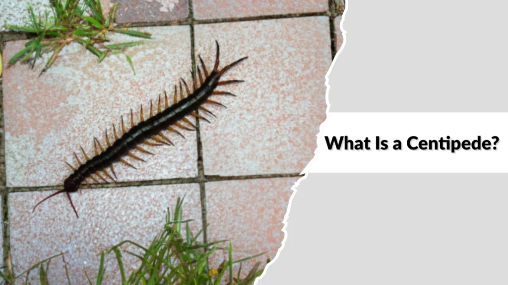 What Is a Centipede