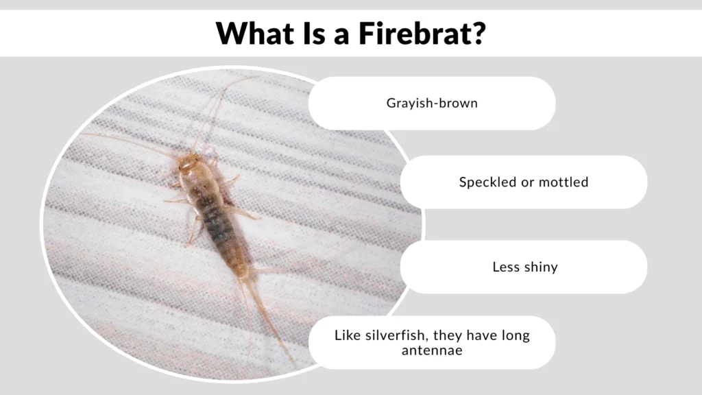 What Is a Firebrat