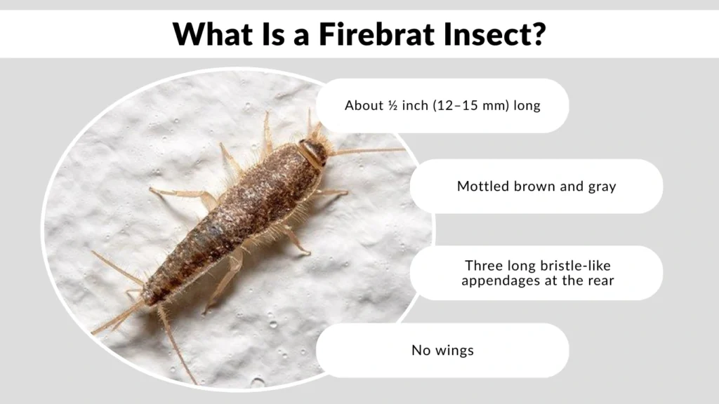 What Is a Firebrat Insect