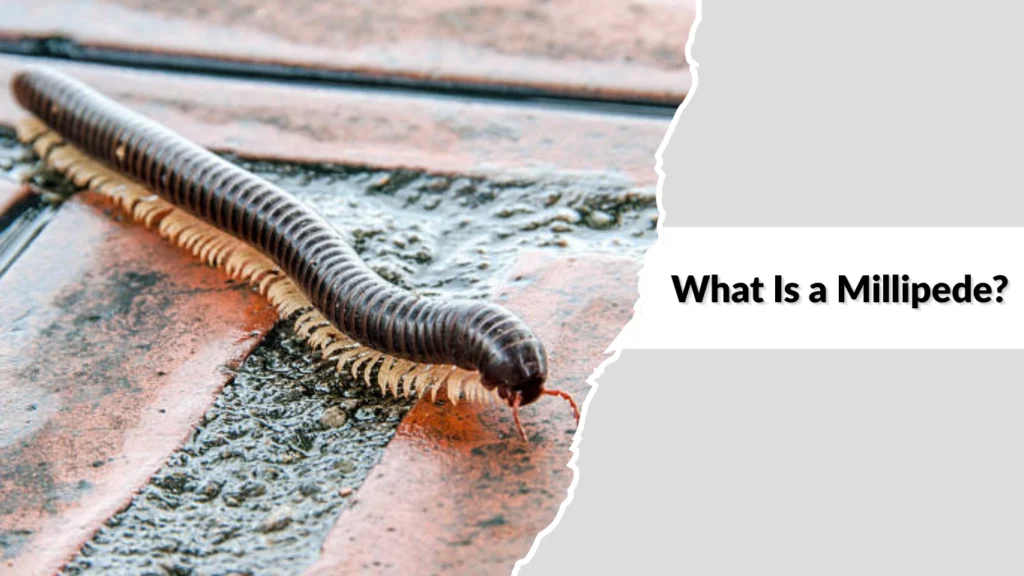 What Is a Millipede