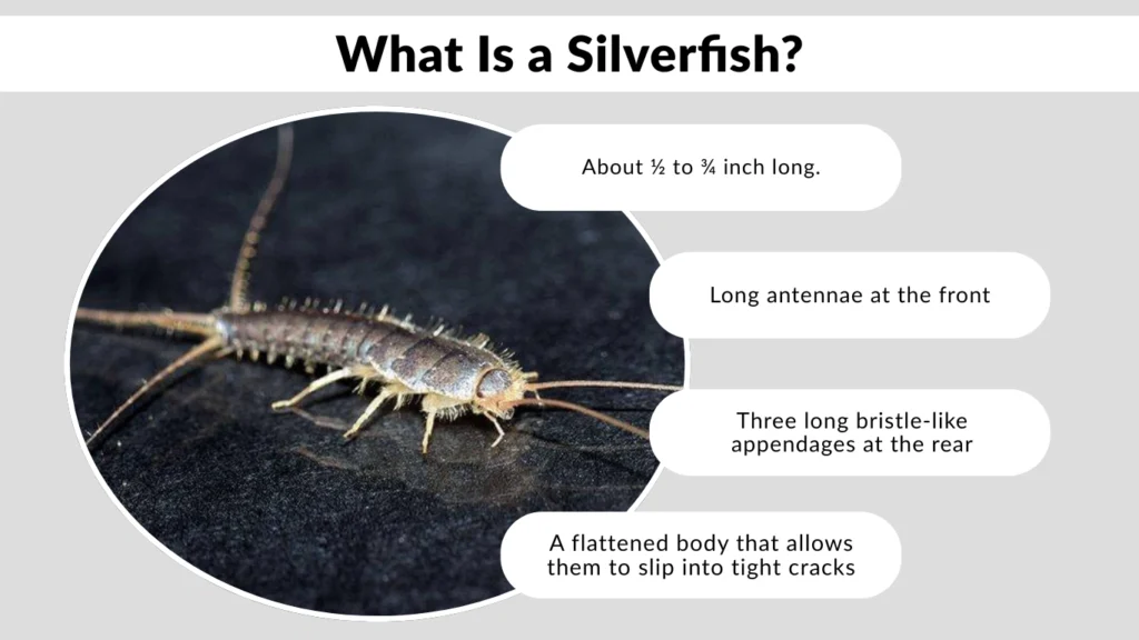 What Is a Silverfish