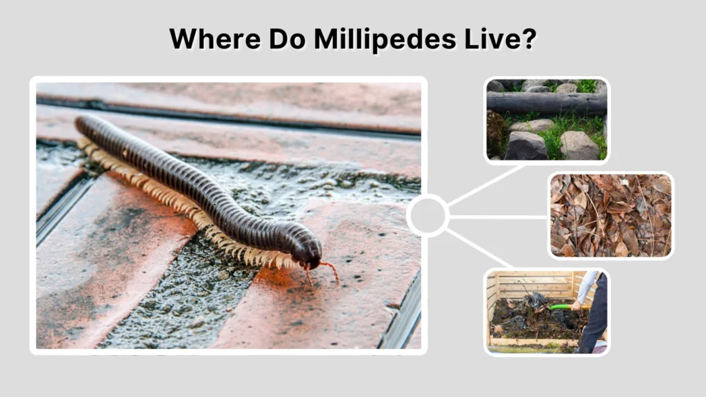 Where Do Millipedes Live