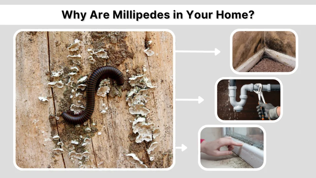 Why Are Millipedes in Your Home