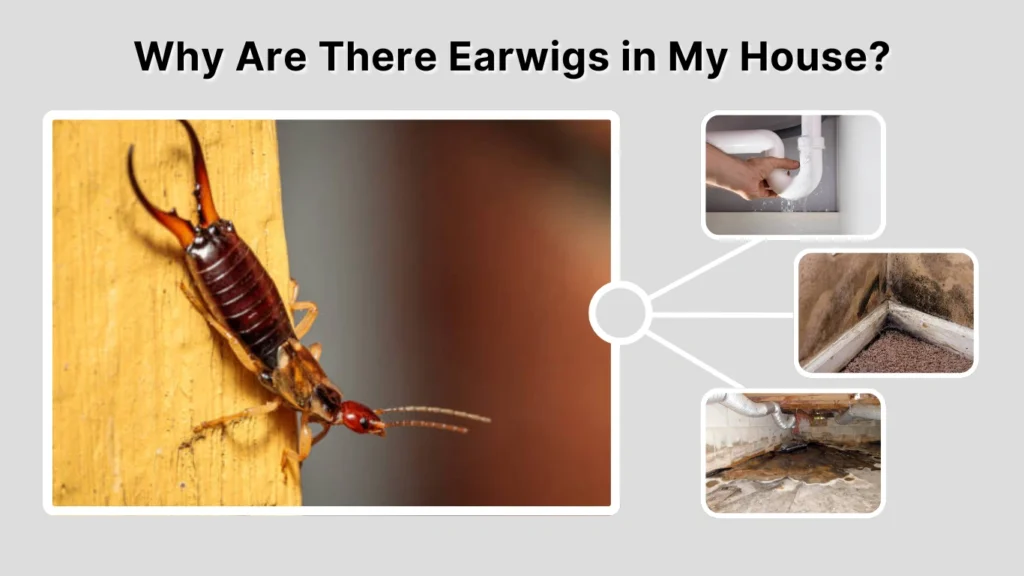 Why Are There Earwigs in My House