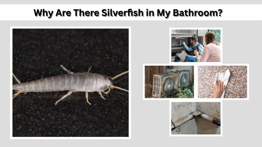 Why Are There Silverfish in My Bathroom?