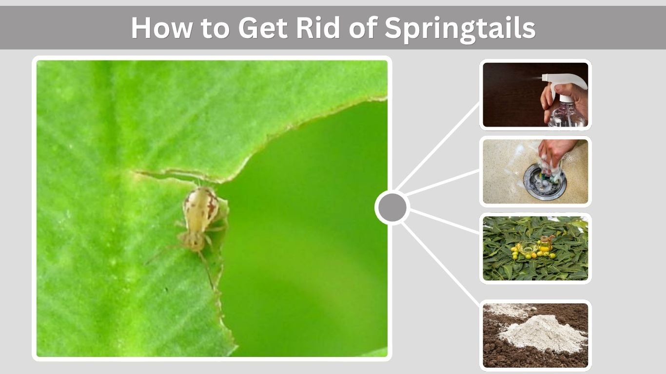 How to Get Rid of Springtails in Bathroom and Drains