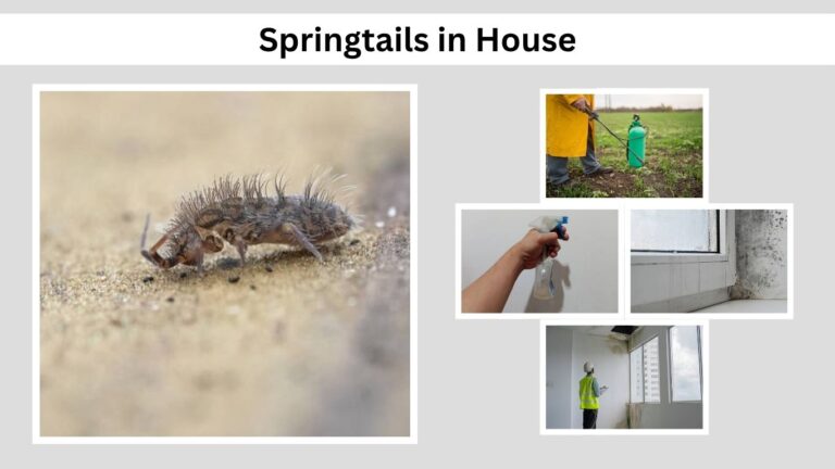 Springtails In House Springtails in House: Causes, Signs and How to Get Rid