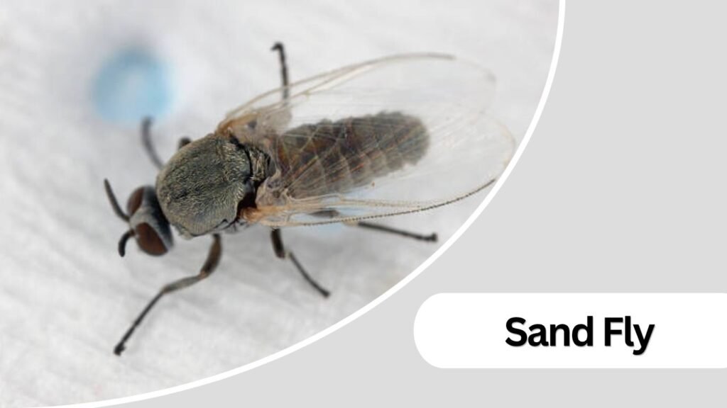 Sand Fly