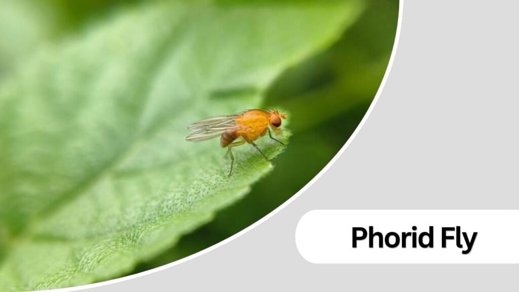  Phorid Fly