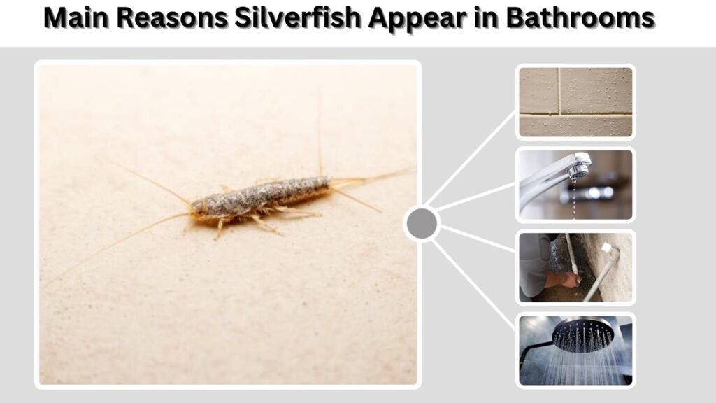Main Reasons Silverfish Appear in Bathrooms
