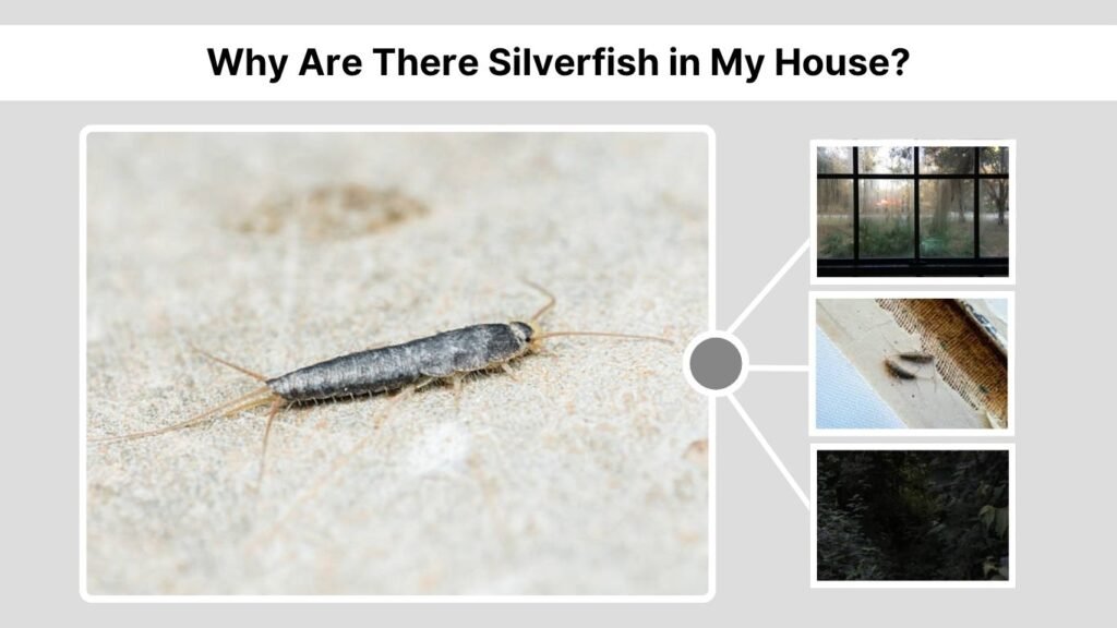 Why Are There Silverfish in My House?