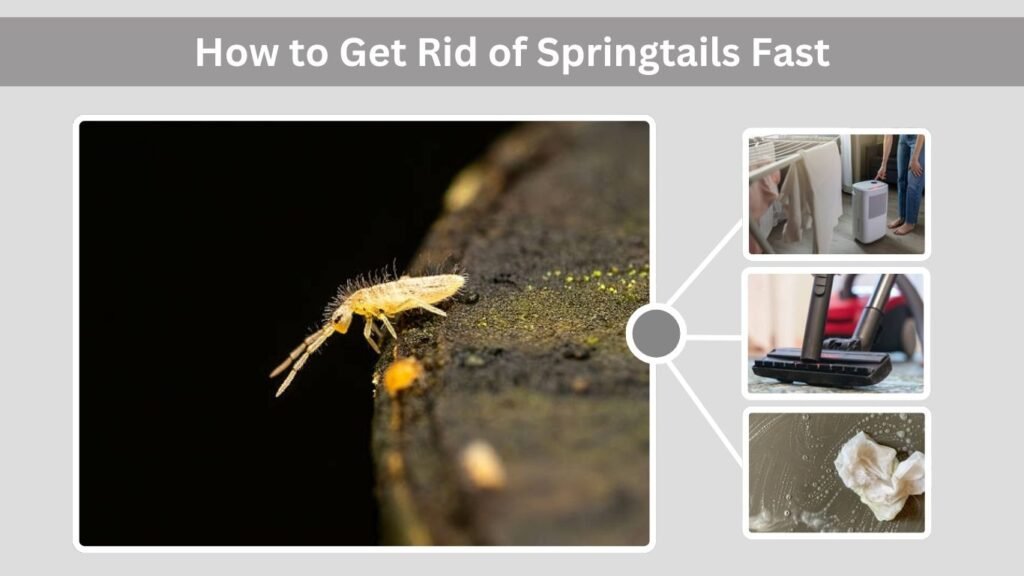 How to Get Rid of Springtails Fast