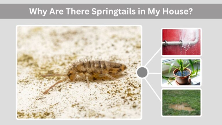 Springtails in House: Causes, Signs and How to Get Rid