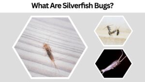 Silverfish Bugs: Identification, Causes & How to Get Rid of Them