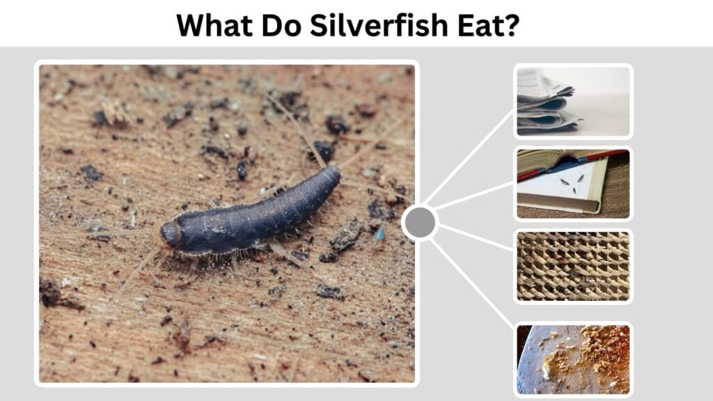 What Do Silverfish Eat?