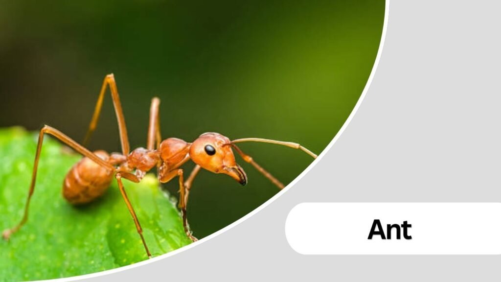 1. Ant