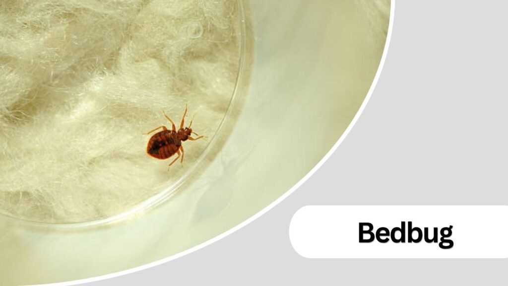 Bedbug