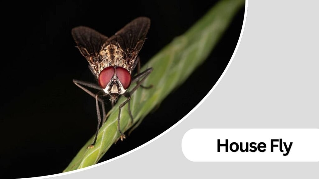 House Fly