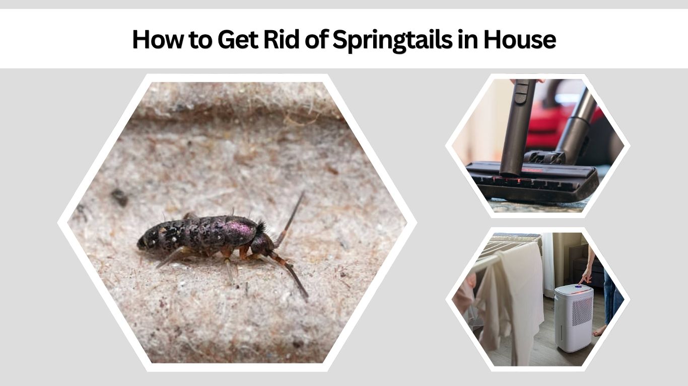 Springtails In House Springtails in House: Causes, Signs and How to Get Rid