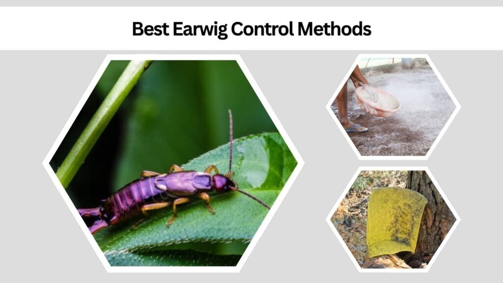 Natural and Organic Earwig Control
