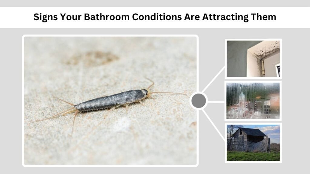 Signs Your Bathroom Conditions Are Attracting Them
