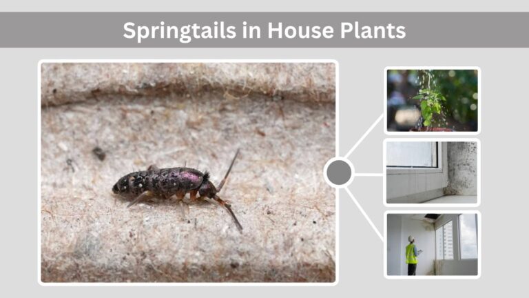Springtails in House: Causes, Signs and How to Get Rid