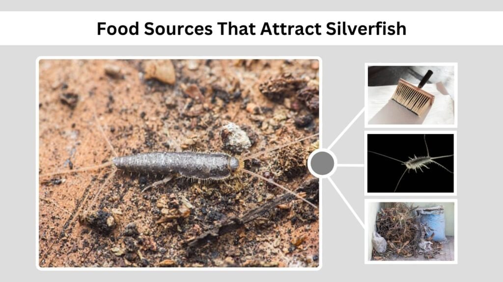 Food Sources That Attract Silverfish