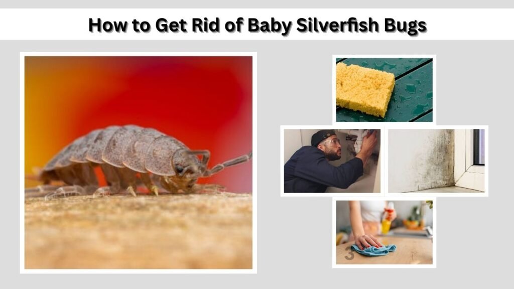 How to Get Rid of Baby Silverfish Bugs