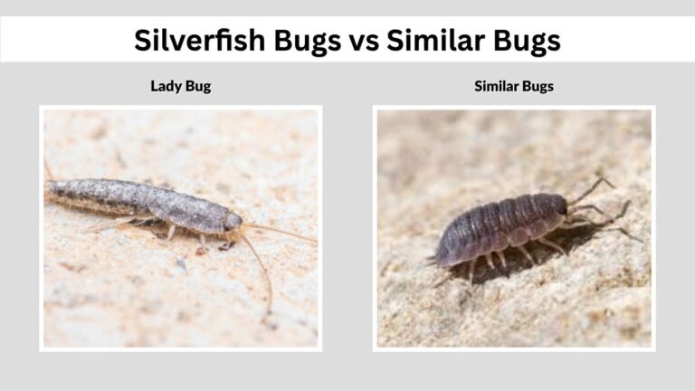 Silverlice Bug Silverfish Bugs: Identification, Causes & How to Get Rid of Them