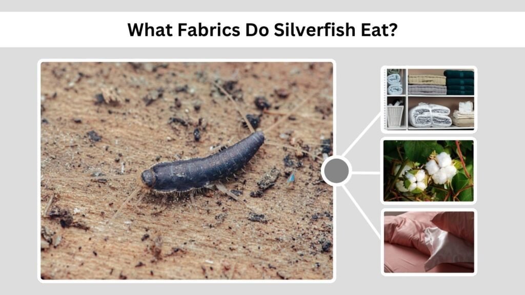 What Fabrics Do Silverfish Eat?