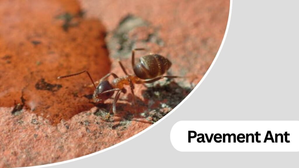 Pavement Ant