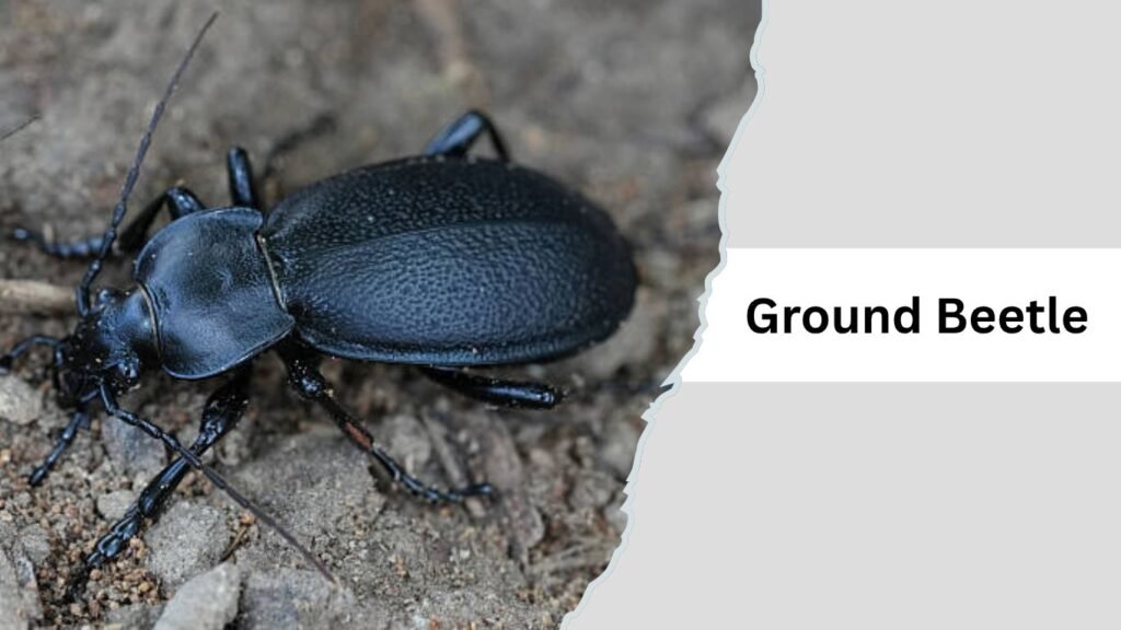 Ground Beetle