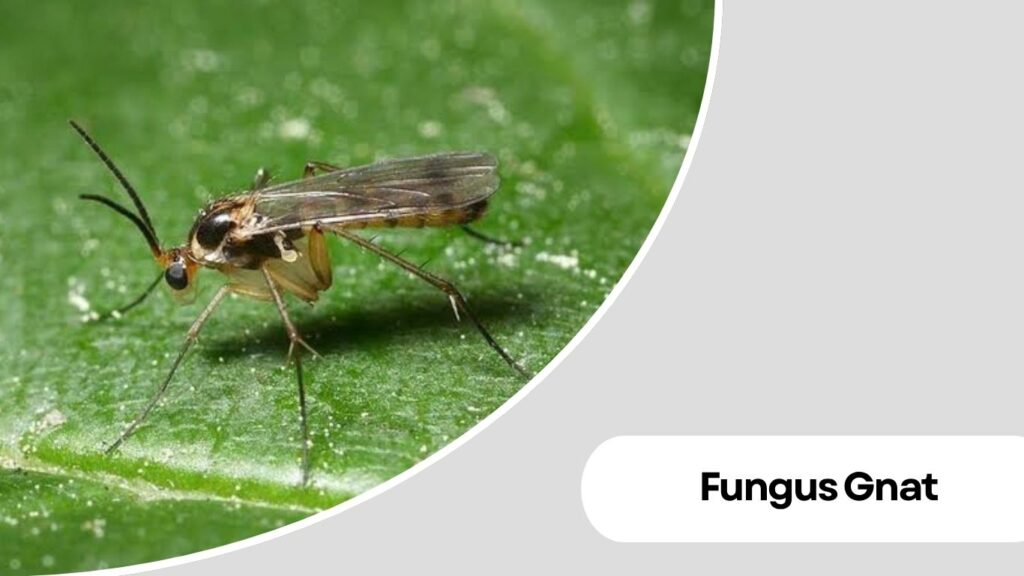 Fungus Gnat