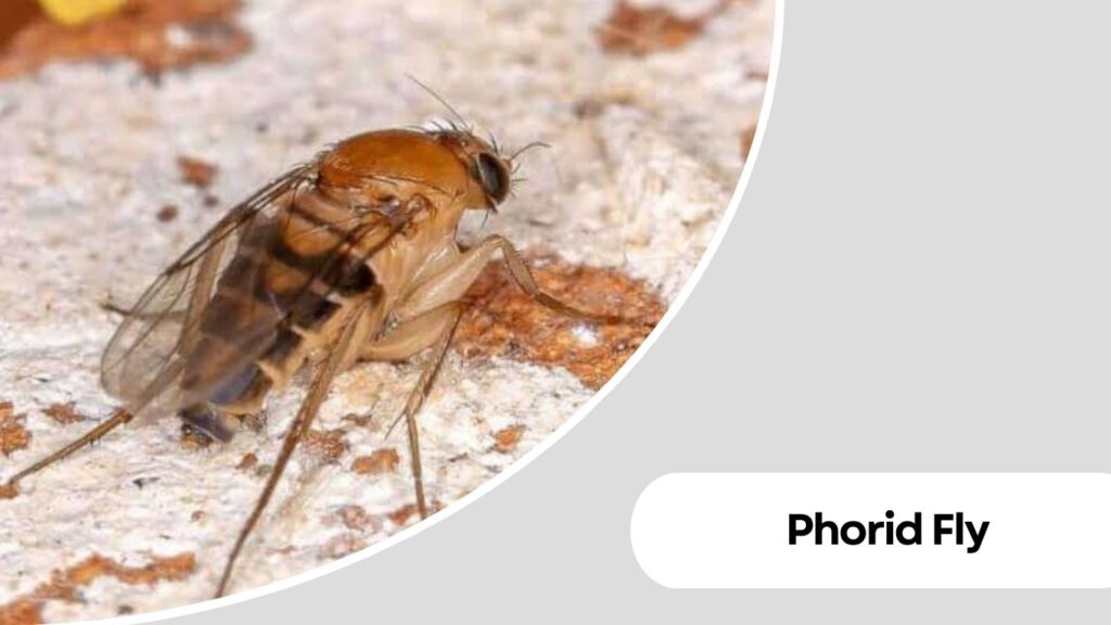Phorid Fly