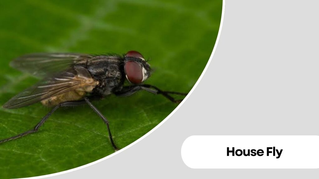 House Fly
