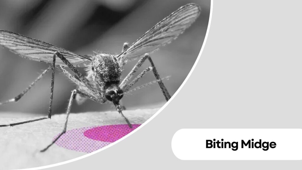 Biting Midge
