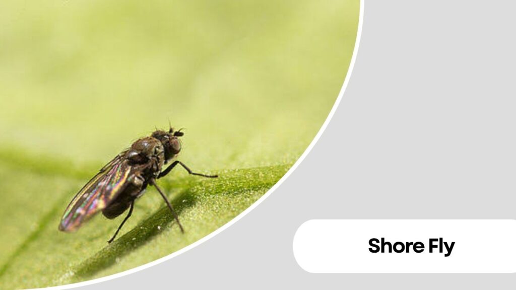 Shore Fly