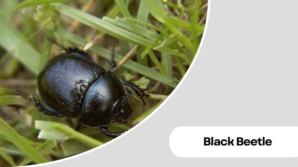Black Beetle