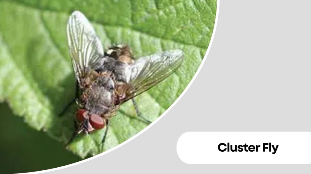 Cluster Fly