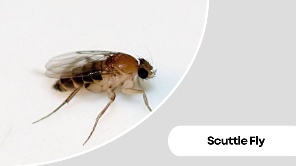 Scuttle Fly