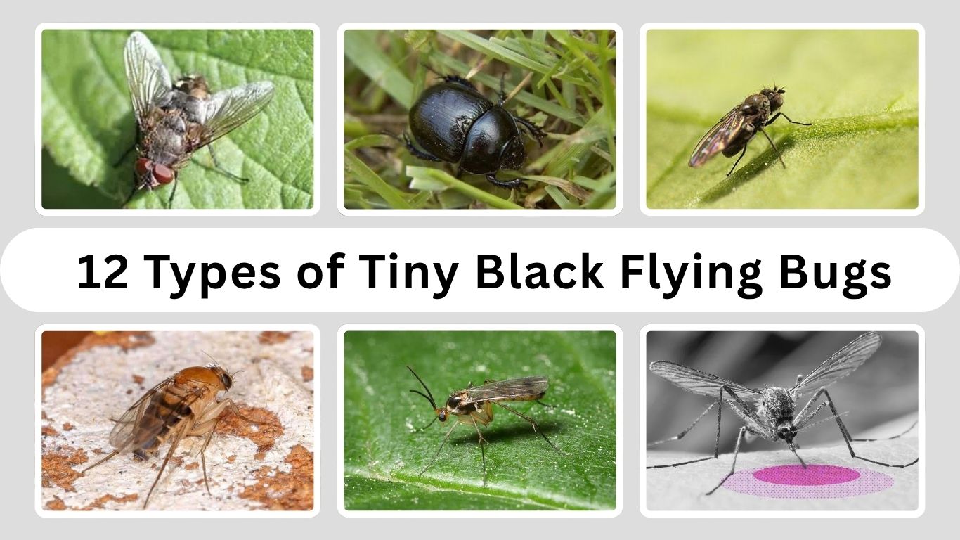 12 Types of Tiny Black Flying Bugs You Should Know